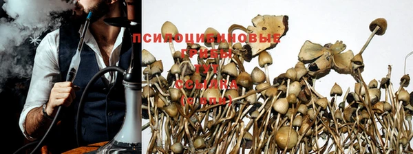 прущие грибы Вязники