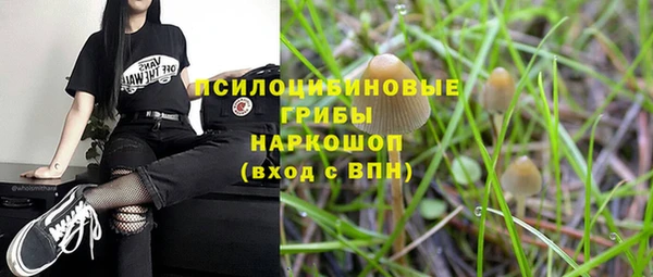 прущие грибы Вязники
